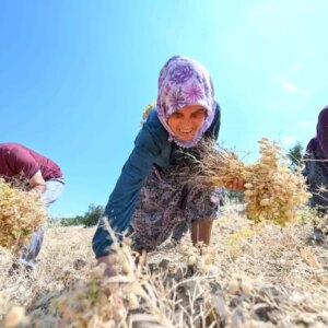 mersinde yerli nohut projesi basariyla devam ediyor DcSLMWM3