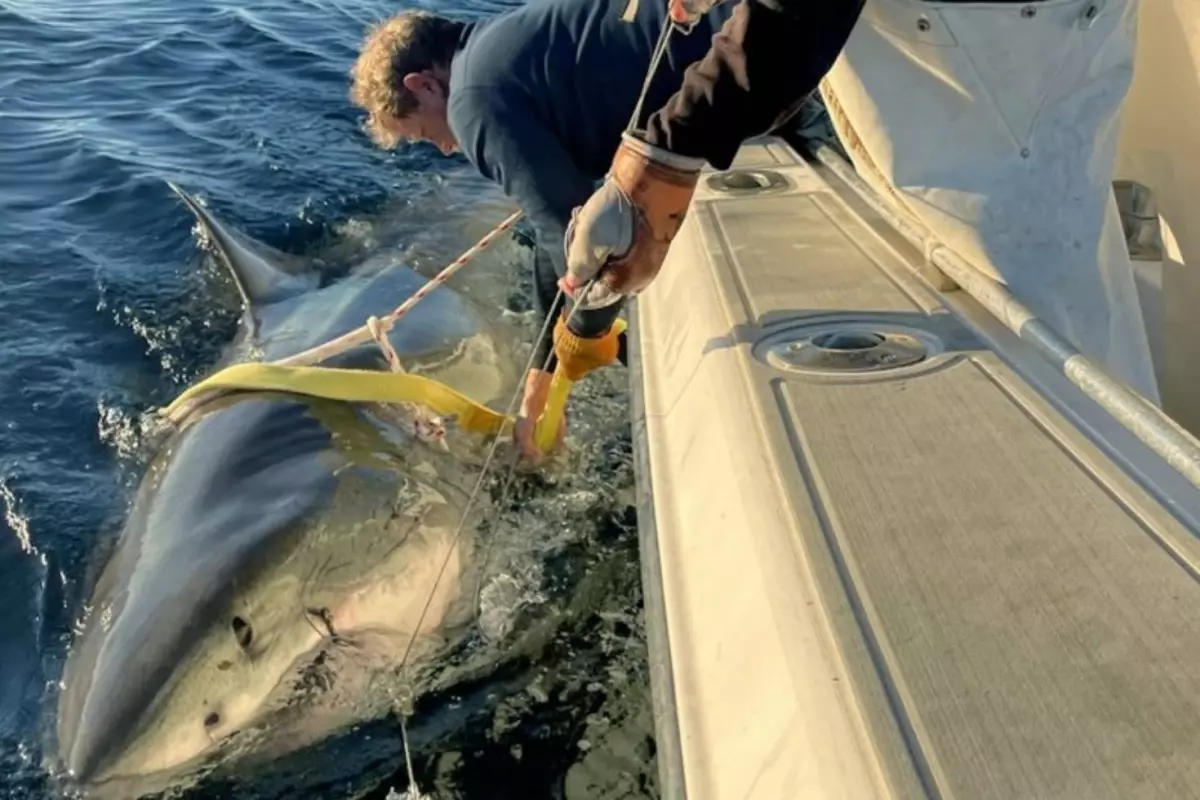 atlantikte yakalanan en buyuk beyaz kopekbaligi bilim dunyasini sasirtti ApO513jN