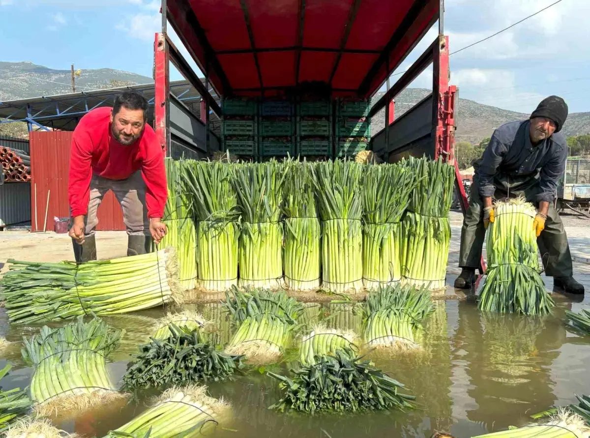 menemende pirasa hasadi basladi geZxvarZ.jpg