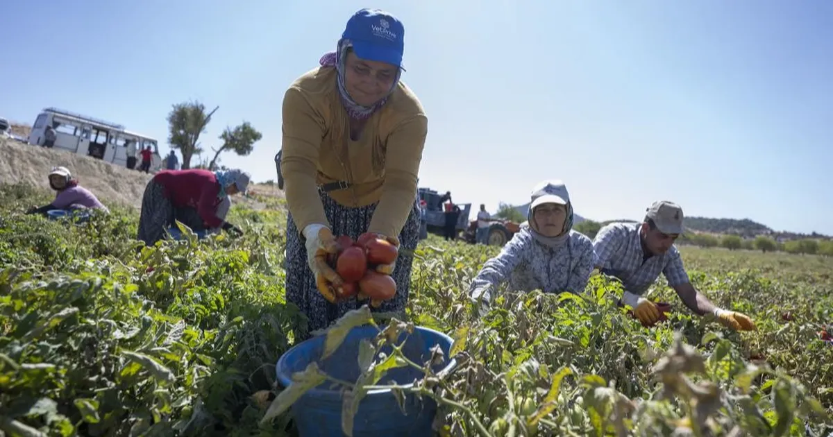 mersinde yuzde 70 hibeli domates fidesi destegi t2e5RhuE