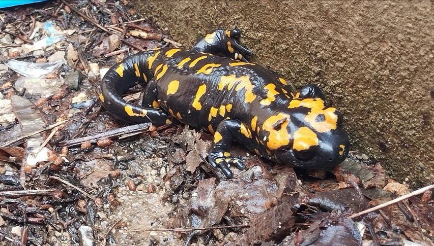 nesilleri tehdit altinda bitliste sari benekli semenderler goruldu fJ9q8Ib6.jpg