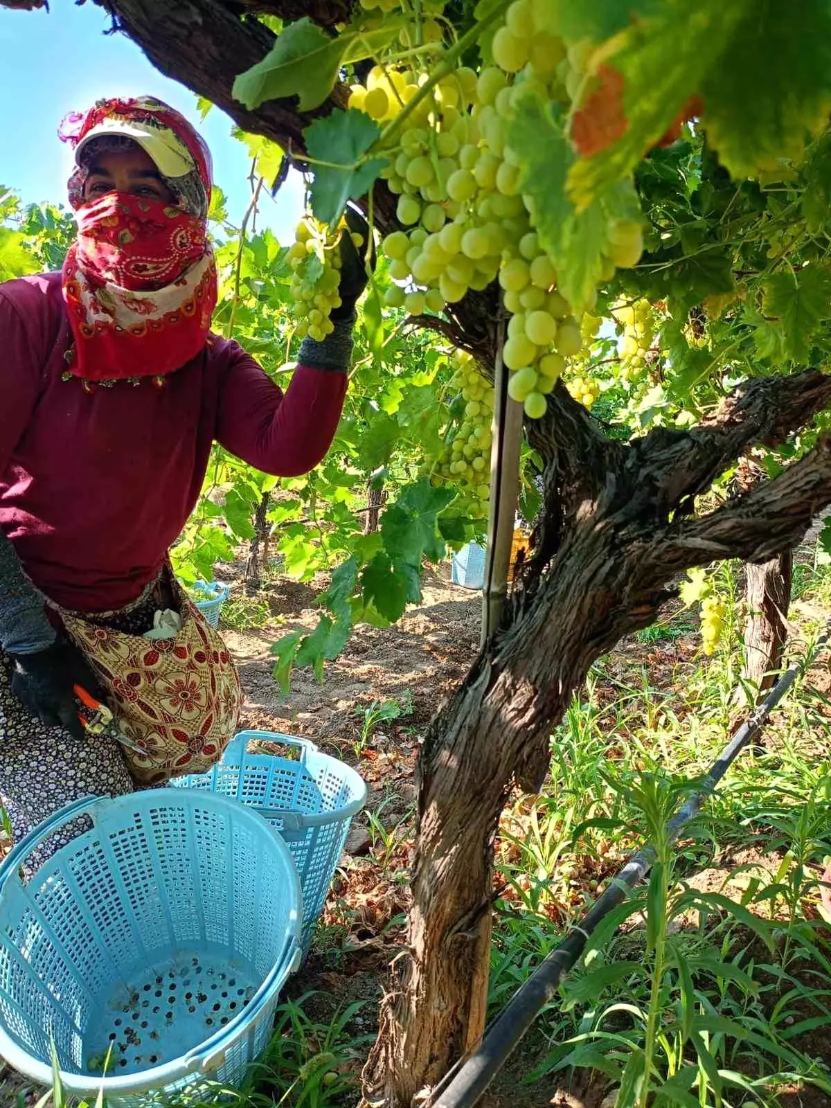 sarigolde uzum hasadi yogun bir sekilde devam ediyor slzuCmTn