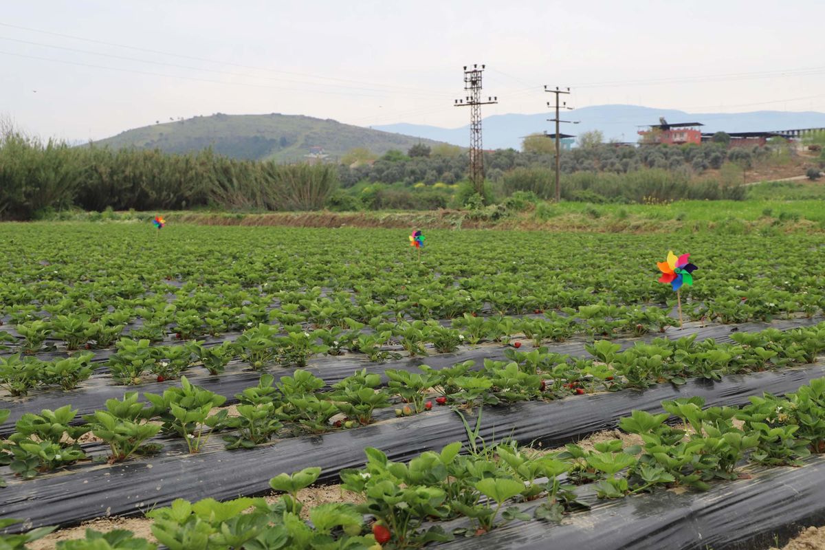 Tire’de Kadın Üreticilerle Organik Çilek Hasadı Dönemi Başladı
