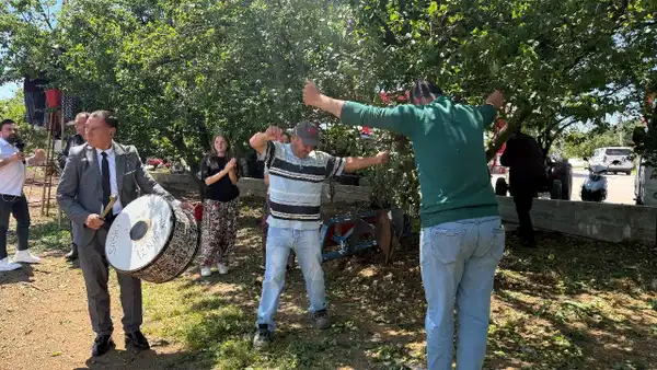 Erik Rekoltesi 4 Kat Artarak Davul Zurna Eşliğinde Hasat Edildi