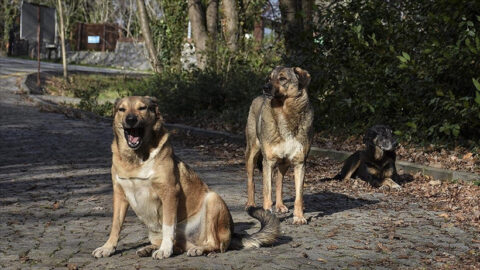 Bakan Çiftçi, İllere Göre Sokak Köpeklerinin Toplanma Durumunu Açıkladı